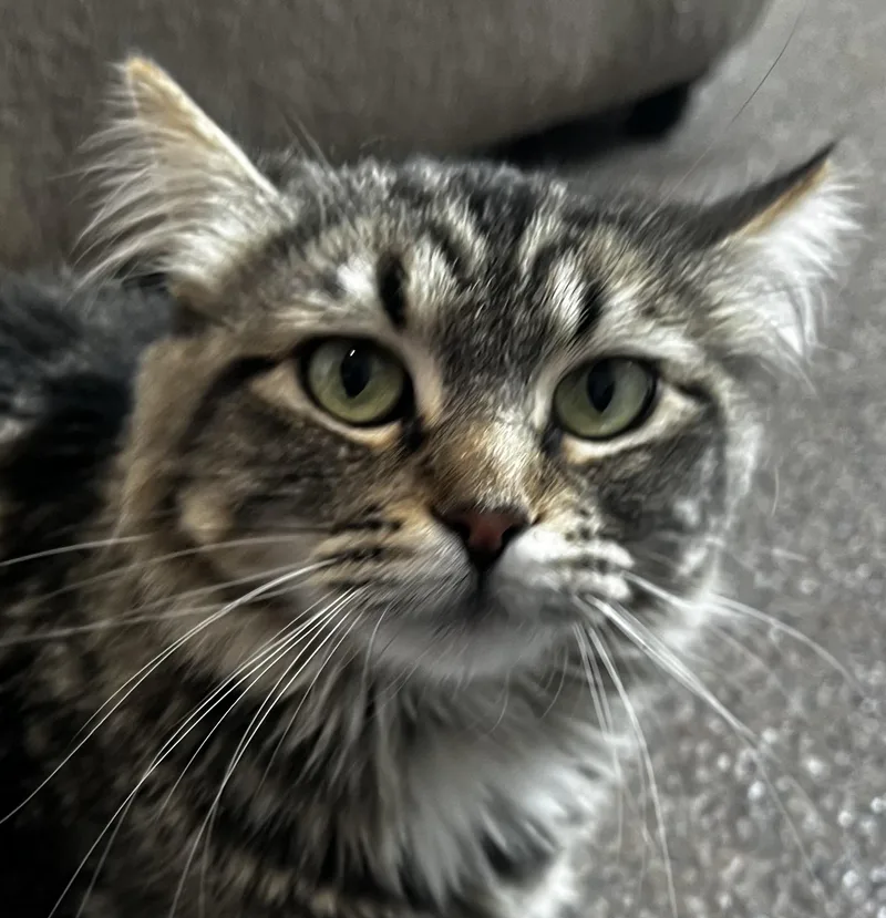 A young medium-sized female Tabby (Buff / Tan / Fawn) Domestic Medium Hair cat named Hattie for adoption in Sault Sainte Marie, MI