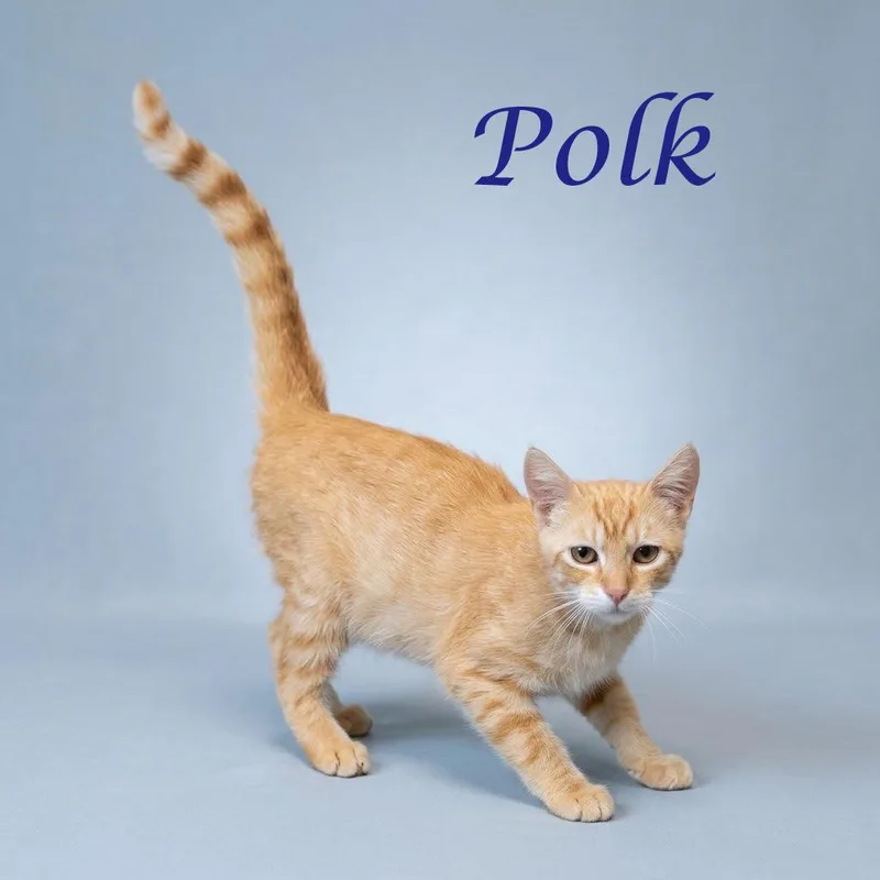 A baby medium-sized male Orange / Red Domestic Short Hair cat named Polk C for adoption in Lebanon, TN