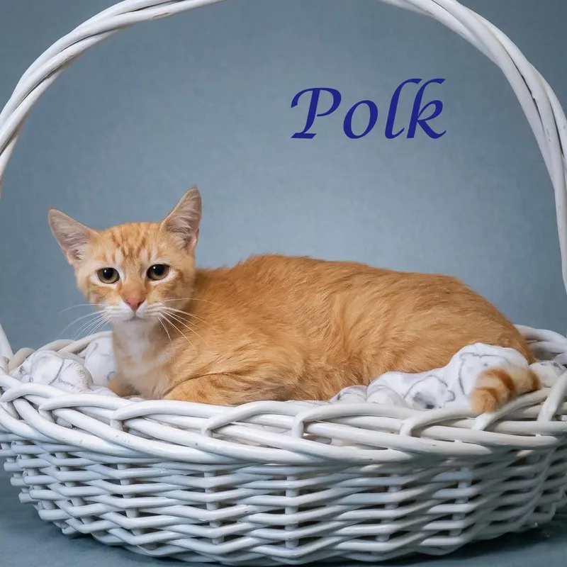 Polk C thumbnail 2