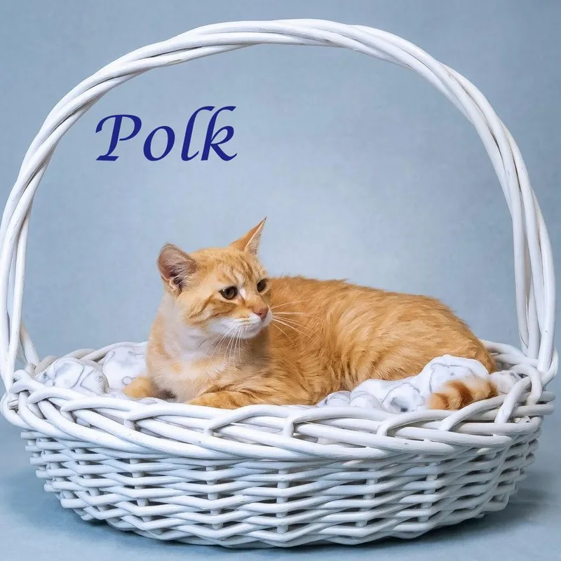 Polk C thumbnail 3