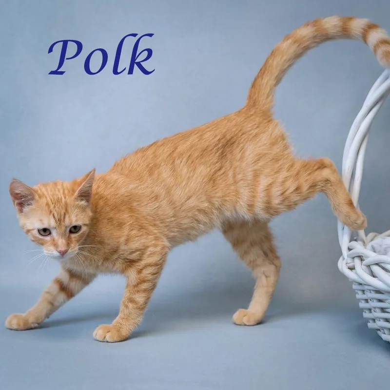Polk C thumbnail 4