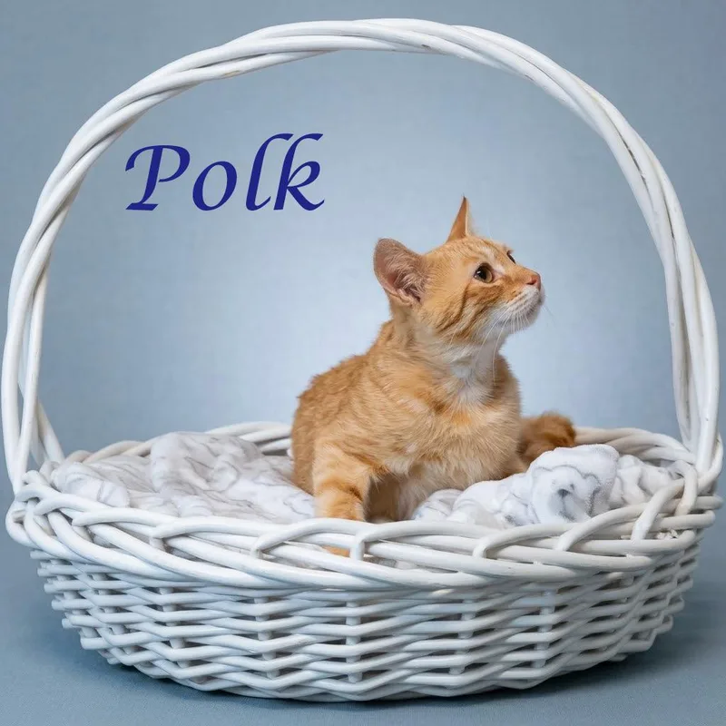 Polk C thumbnail 5