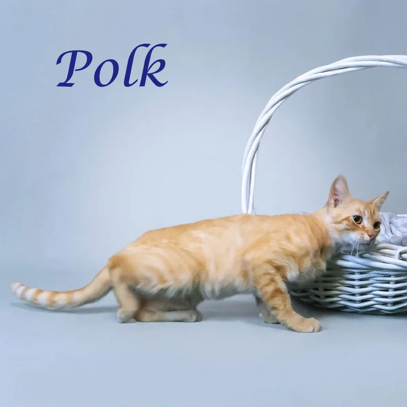 Polk C thumbnail 6