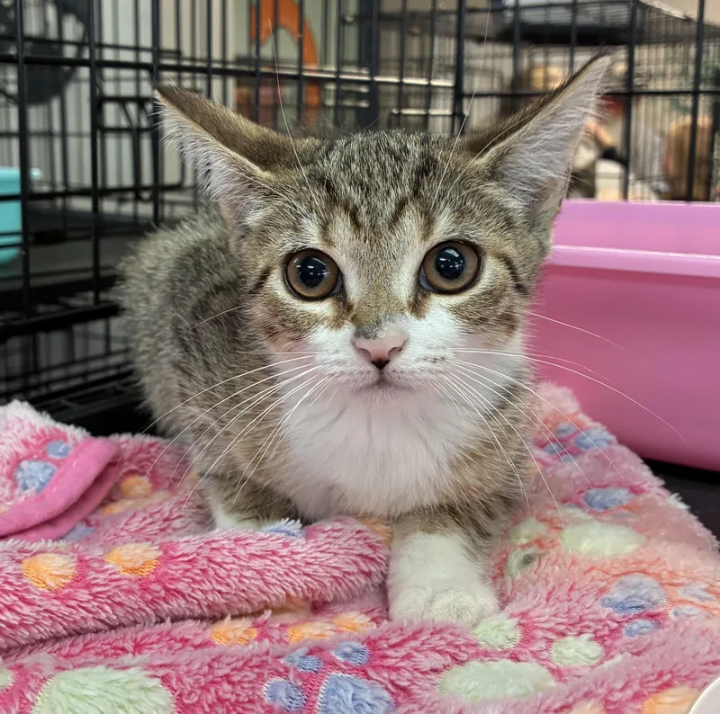A baby medium-sized female Tabby (Tiger Striped) Domestic Short Hair cat named Lady Bug for adoption in Breinigsville, PA