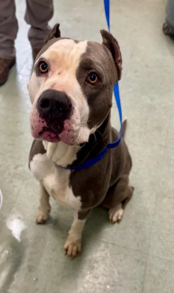 An adult large-sized male Pit Bull Terrier dog named Batman for adoption in Danielsville, GA