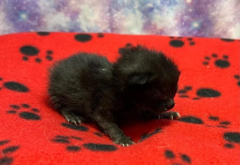 A baby small-sized female Domestic Short Hair cat named Kali for adoption in Washington Court House, OH