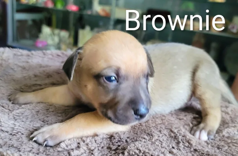 Brownie