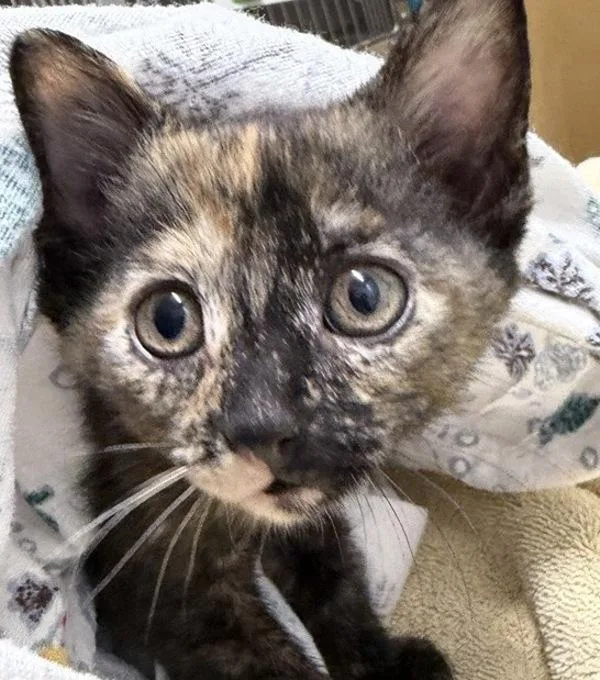 A baby small-sized female Domestic Short Hair cat named Molly for adoption in Escondido, CA