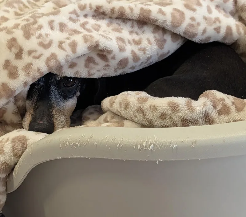 Ellie In Tn thumbnail 4