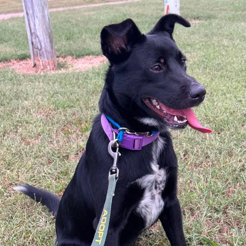 A young medium-sized male Labrador Retriever dog named Pongo for adoption in McKenzie, TN
