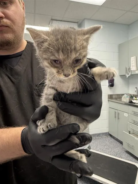 A baby medium-sized male Domestic Short Hair cat named Mocha for adoption in Charlotte, NC
