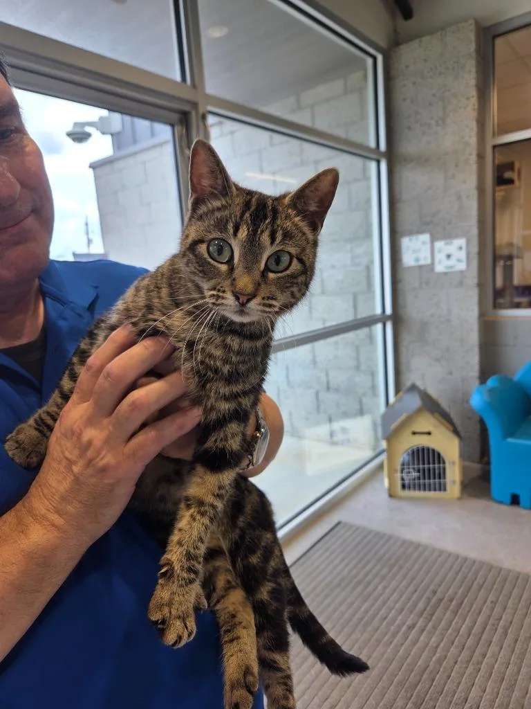 A young large-sized female Domestic Short Hair cat named Violet for adoption in Bossier City, LA