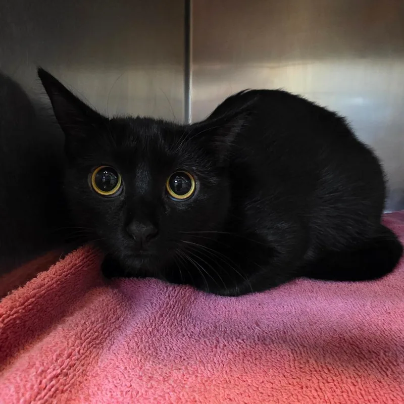 A young large-sized female Black Domestic Short Hair cat named Victoria for adoption in Bristol, IN