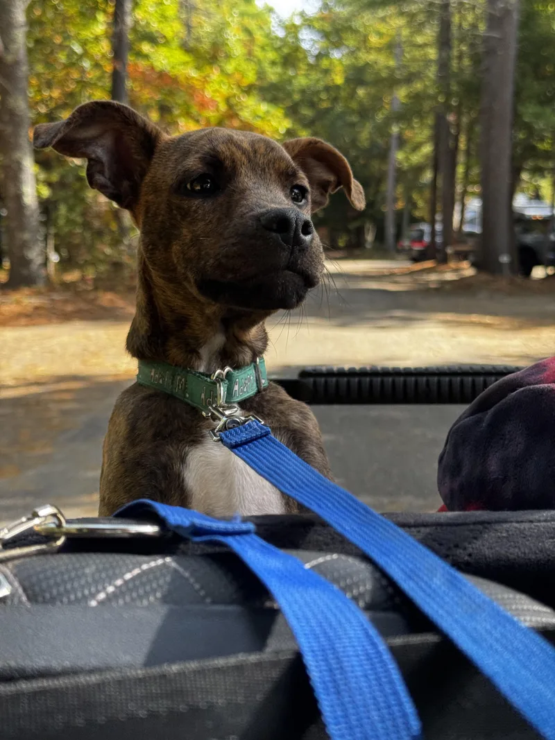 A baby medium-sized male American Staffordshire Terrier dog named Gandalf for adoption in Portland, ME
