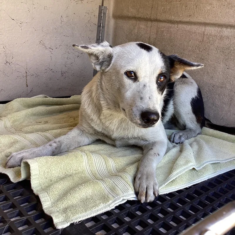 A young medium-sized female White / Cream Cattle Dog dog named Minnie Chino Hills for adoption in Chino Hills, CA