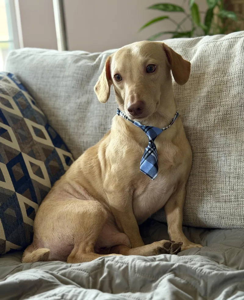 A young small-sized male Yellow / Tan / Blond / Fawn Dachshund dog named Butters for adoption in Maryville, TN