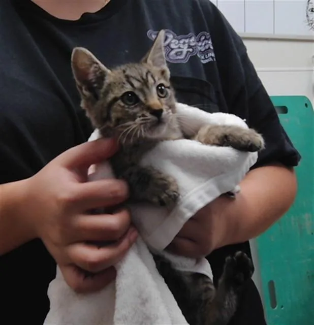 A baby small-sized male Domestic Short Hair cat named Marcel for adoption in Albuquerque, NM