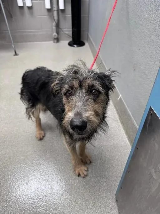 An adult medium-sized male Terrier dog named Glenn for adoption in Las Vegas, NV