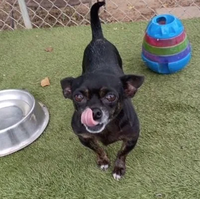 A senior small-sized male Black Chihuahua dog named Bobby for adoption in Houston, TX