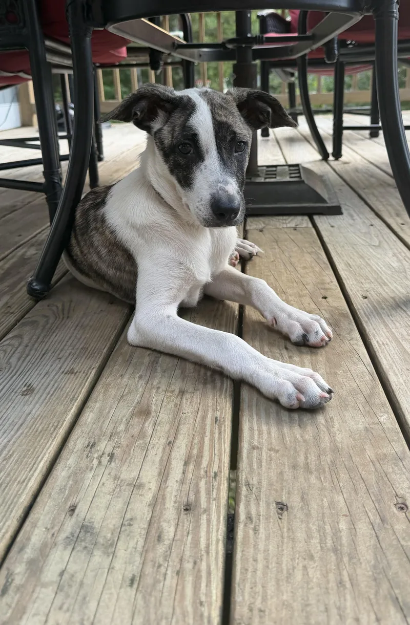 A baby medium-sized female Hound dog named Pupperoni for adoption in Portland, ME