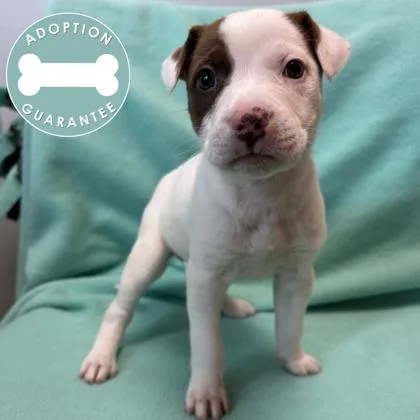 A baby medium-sized female Mixed Breed dog named Tillie for adoption in Janesville, WI