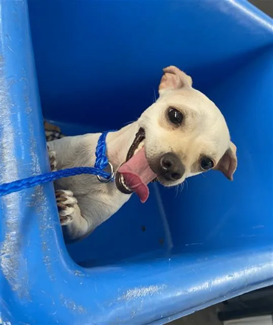 A young medium-sized female Mixed Breed dog named Tito for adoption in Dallas, TX