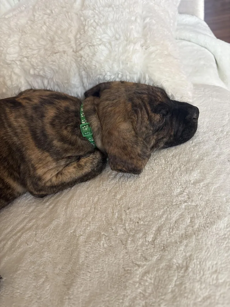 A young medium-sized male Brindle Plott Hound dog named Moose for adoption in Las Vegas, NV