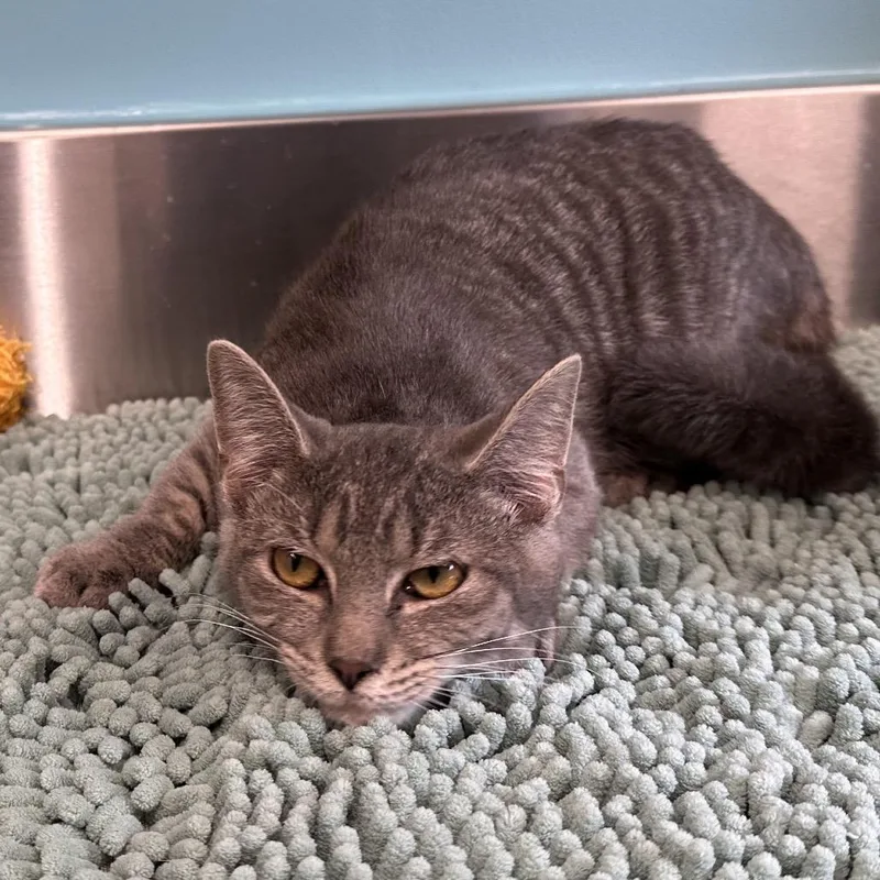 A baby medium-sized male Gray / Blue / Silver Domestic Short Hair cat named Tate for adoption in Mount Vernon, IN