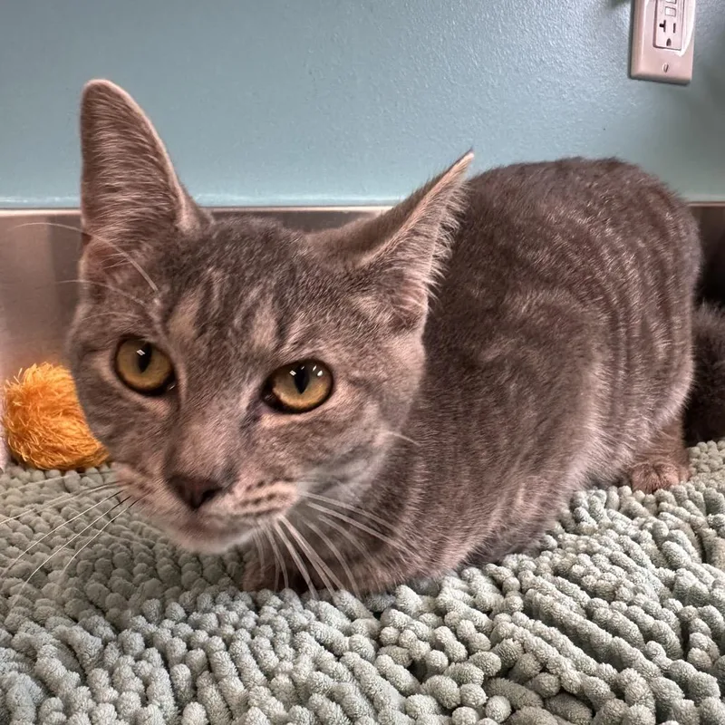 Tate thumbnail 2