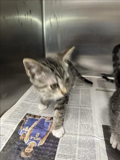 A baby small-sized male Domestic Short Hair cat named Alf for adoption in Los Angeles, CA