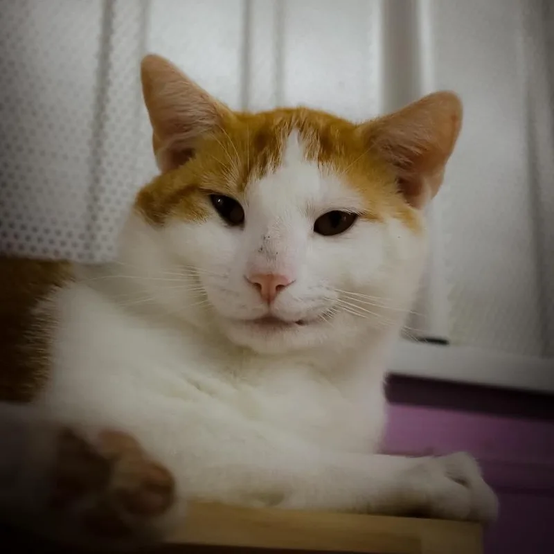 A young small-sized male Orange / Red Domestic Short Hair cat named Melvin for adoption in Shelbyville, IN