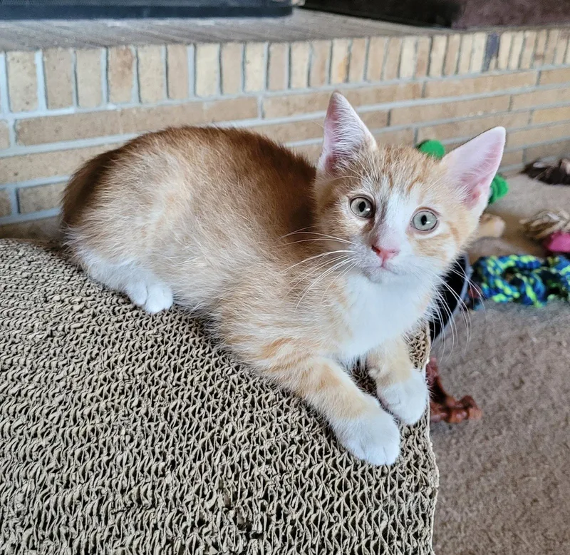 A baby medium-sized male Orange / Red Domestic Short Hair cat named Carrot for adoption in Whitehall, PA