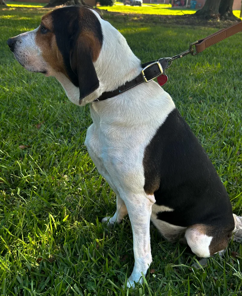 Henrietta & Daisy thumbnail 2