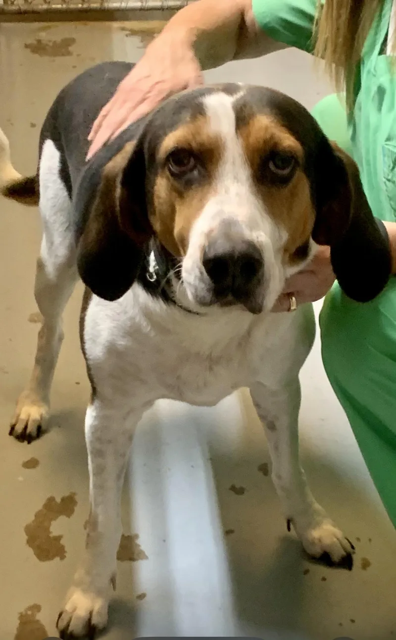 Henrietta & Daisy thumbnail 4