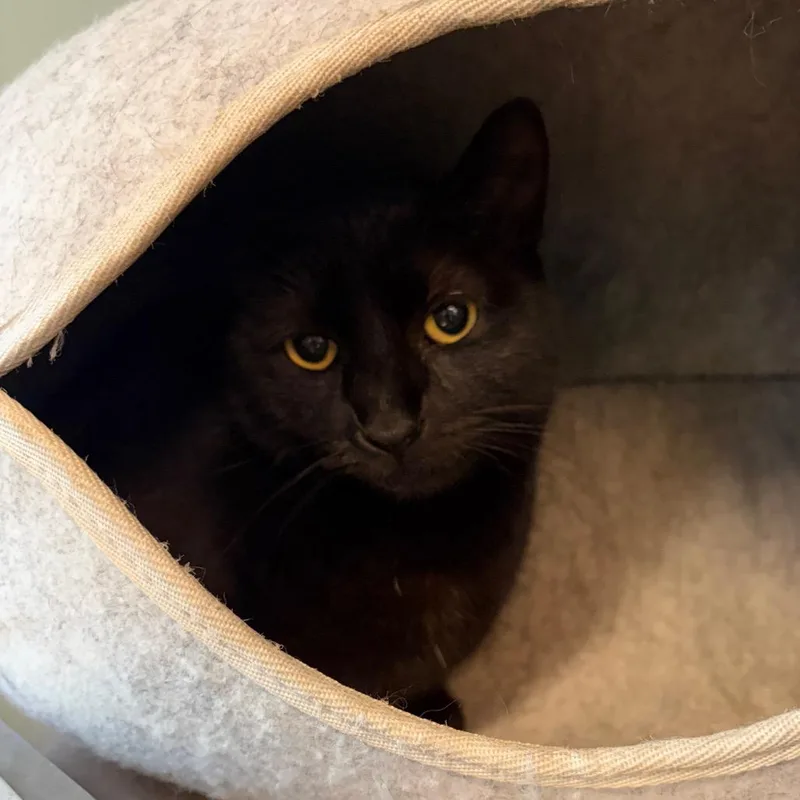 An adult medium-sized female Domestic Short Hair cat named Enoch for adoption in Milan, IL