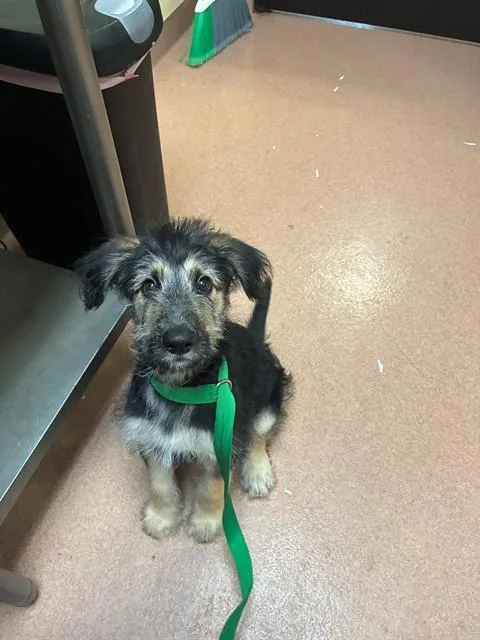A baby medium-sized male Schnauzer dog named Chopper for adoption in Cookeville, TN
