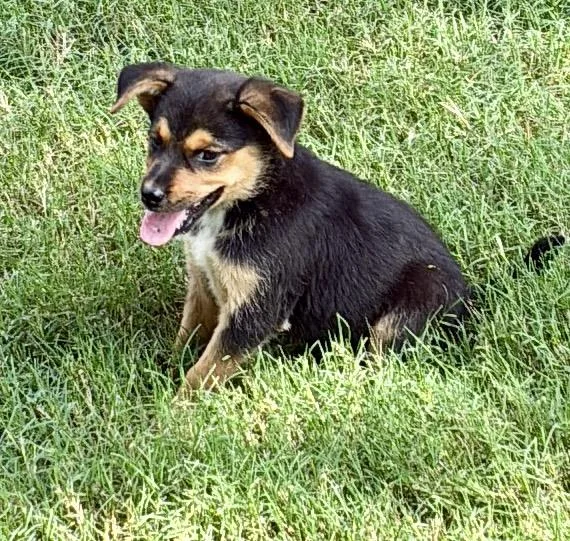 A baby medium-sized female Black Chiweenie dog named Dot for adoption in Cordova, TN