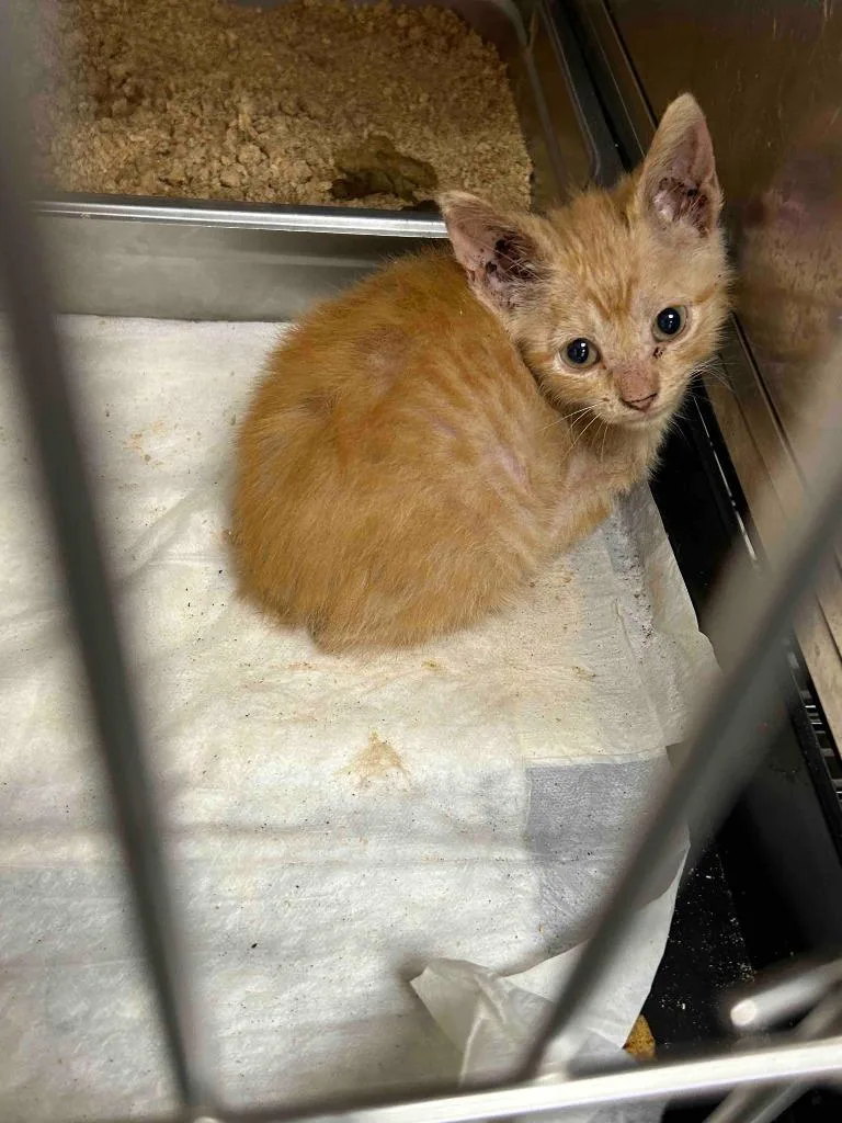 A baby small-sized female American Shorthair cat named Jigz for adoption in Glen Rose, TX