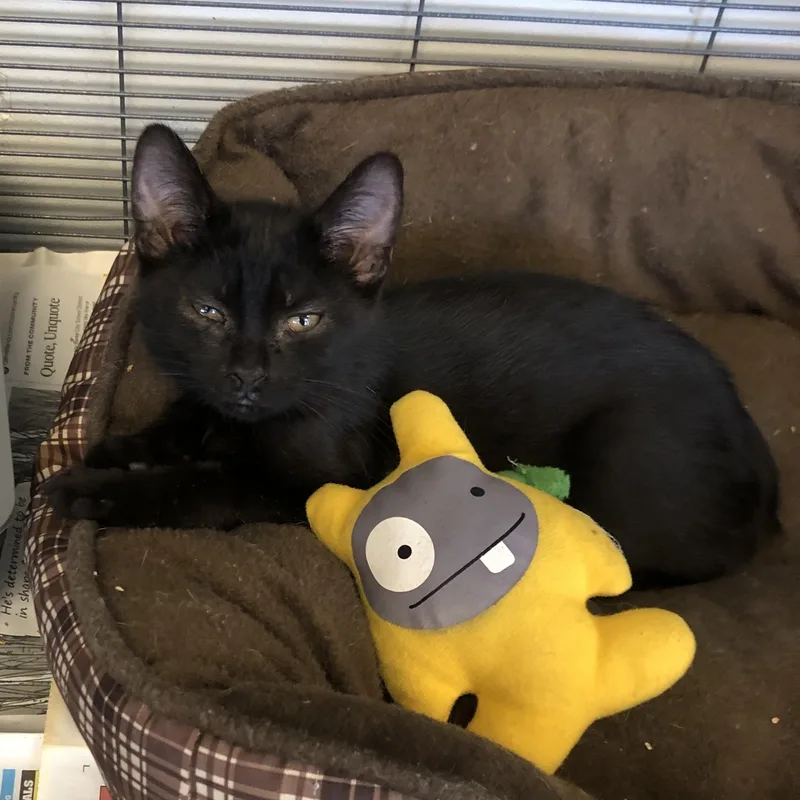 A baby medium-sized male Black Domestic Short Hair cat named Gordon for adoption in Parma, OH