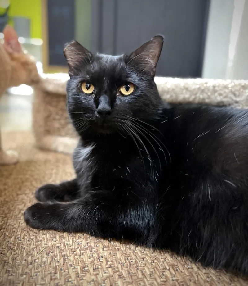 An adult large-sized male American Shorthair cat named Nolan for adoption in Austin, TX