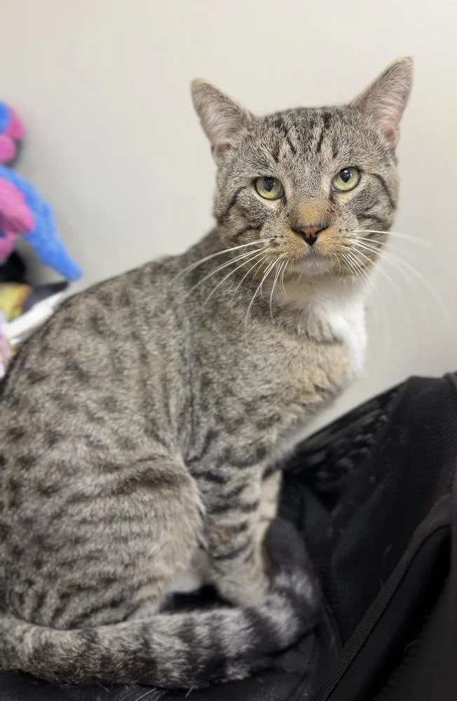 An adult medium-sized male Brown / Chocolate Domestic Short Hair cat named Tommy for adoption in Bemidji, MN