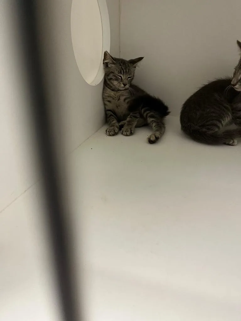 A baby medium-sized female Domestic Short Hair cat named Sassy for adoption in Benton, AR