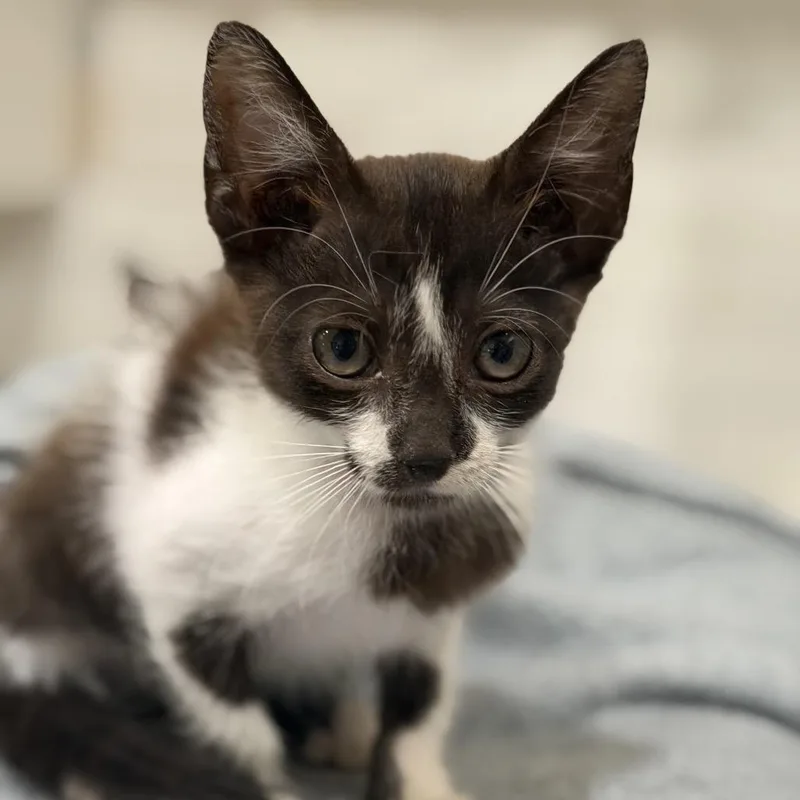 A baby small-sized female Domestic Medium Hair cat named Pretzel for adoption in Wellington, FL