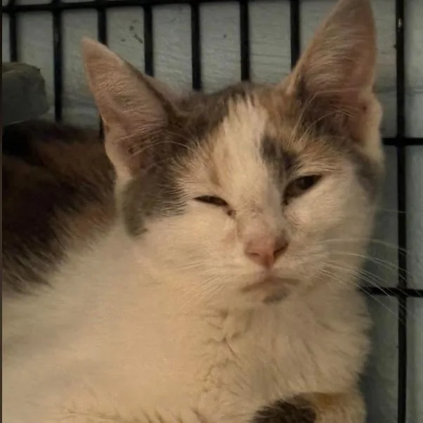 A baby small-sized female Domestic Short Hair cat named Fantasia C for adoption in Lebanon, TN