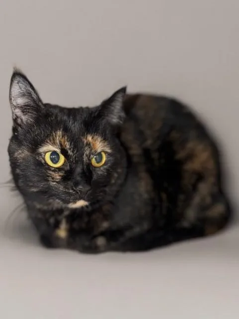 An adult medium-sized female Domestic Short Hair cat named Squee for adoption in Agoura, CA