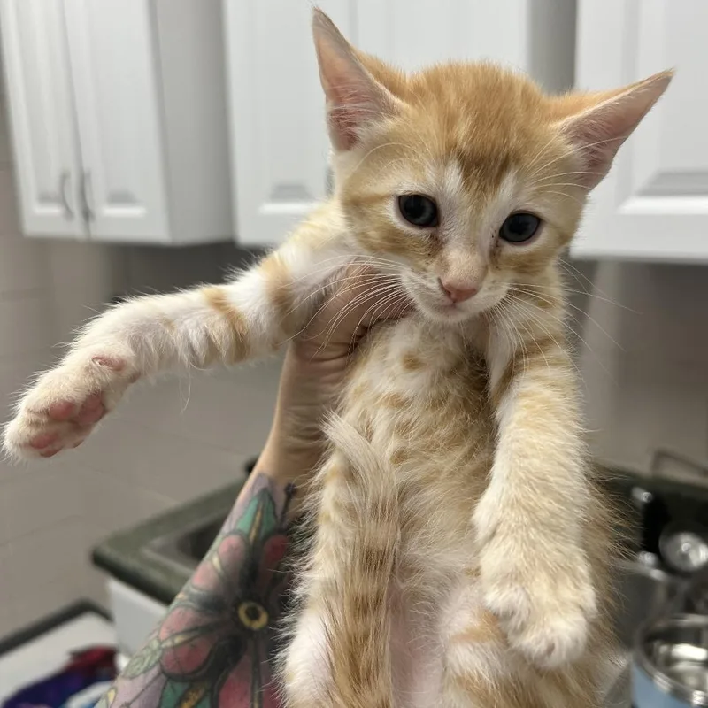 A baby small-sized male Orange / Red Domestic Short Hair cat named Skipper for adoption in Huntsville, AL