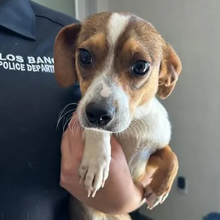 A baby small-sized male Brown / Chocolate Chihuahua dog named 26-735 for adoption in Los Banos, CA