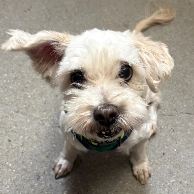 A senior small-sized male Yellow / Tan / Blond / Fawn Shih Tzu dog named Spot for adoption in Murray, UT