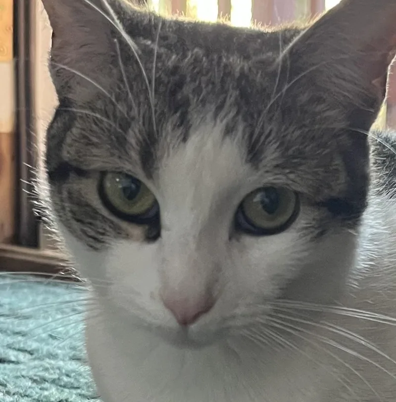 A young medium-sized female Tabby (Gray / Blue / Silver) Domestic Short Hair cat named Lovely Veronica for adoption in Stamford, CT