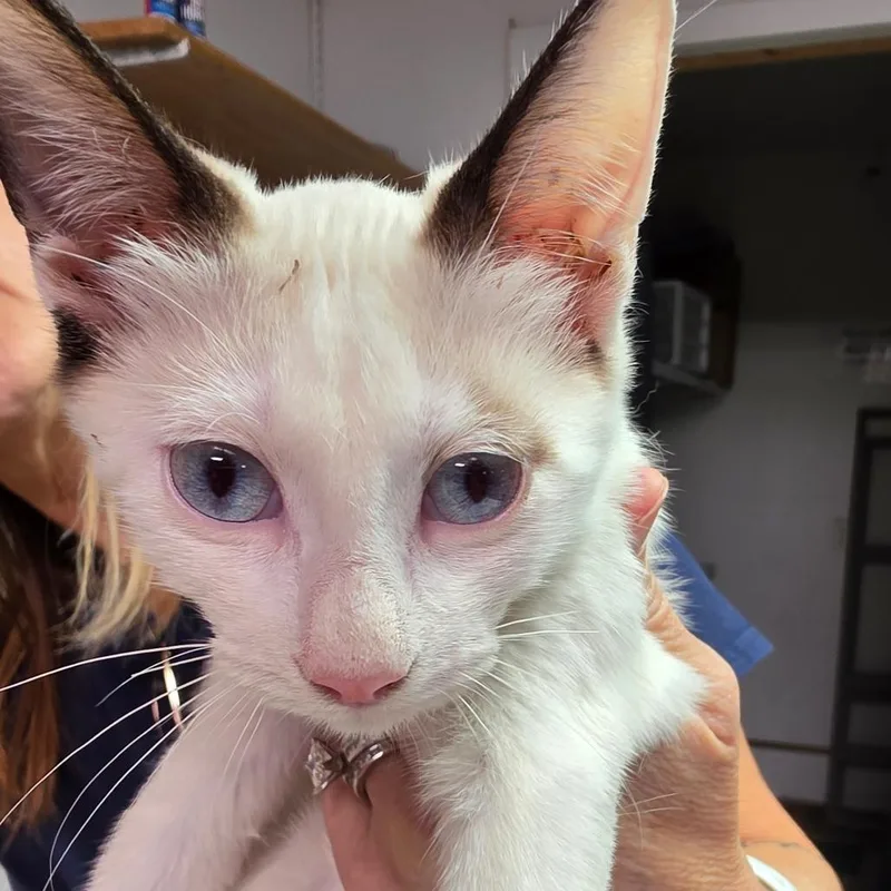 A baby small-sized female White Domestic Short Hair cat named Minerva for adoption in Leander, TX